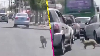 Mujer deja dos perritos abandonados en plena carretera de Guadalajara