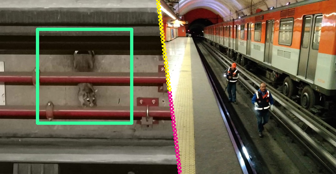 Buscan un cacomixtle en el Metro.
