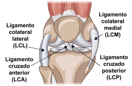 Ligamentos colateralaes lesion rodilla