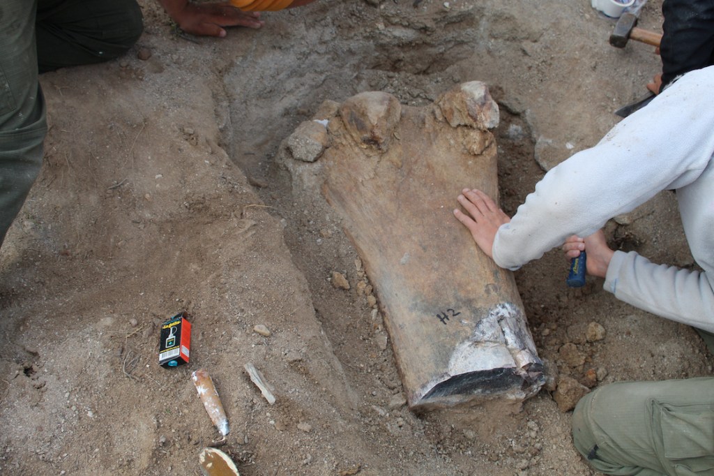Encontraron fósiles de un dinosaurio enorme en Argentina.