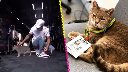 Formulino, el gato de Imola que le da buena suerte (o no) a los pilotos de Fórmula 1