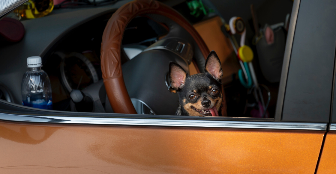 Ideota: Hombre cambia asiento con su perro y lo acusa de manejar borracho