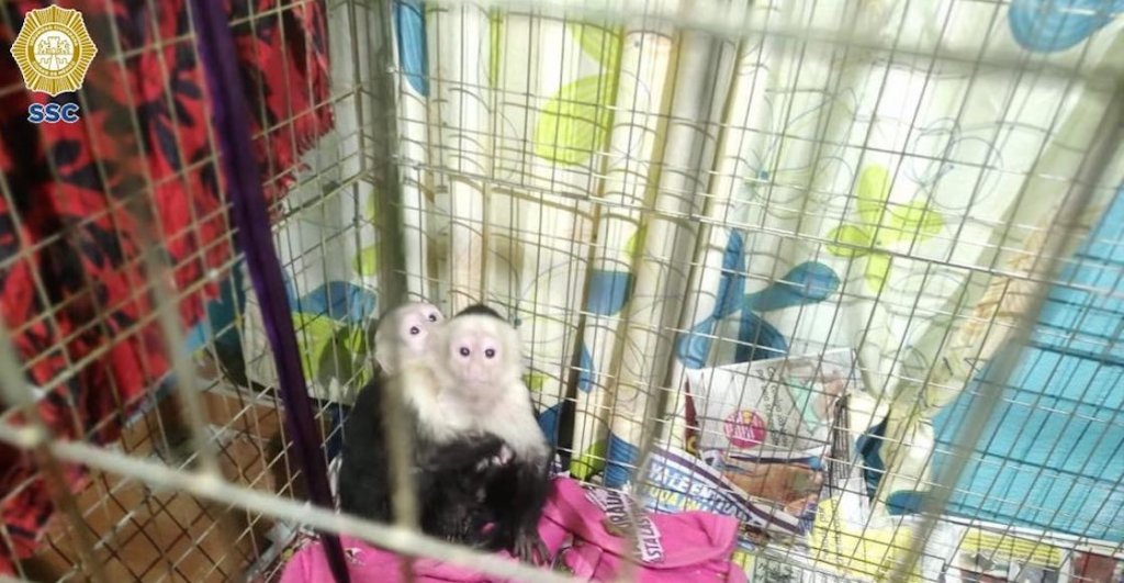 monos-capuchino-rescate-iztapalapa