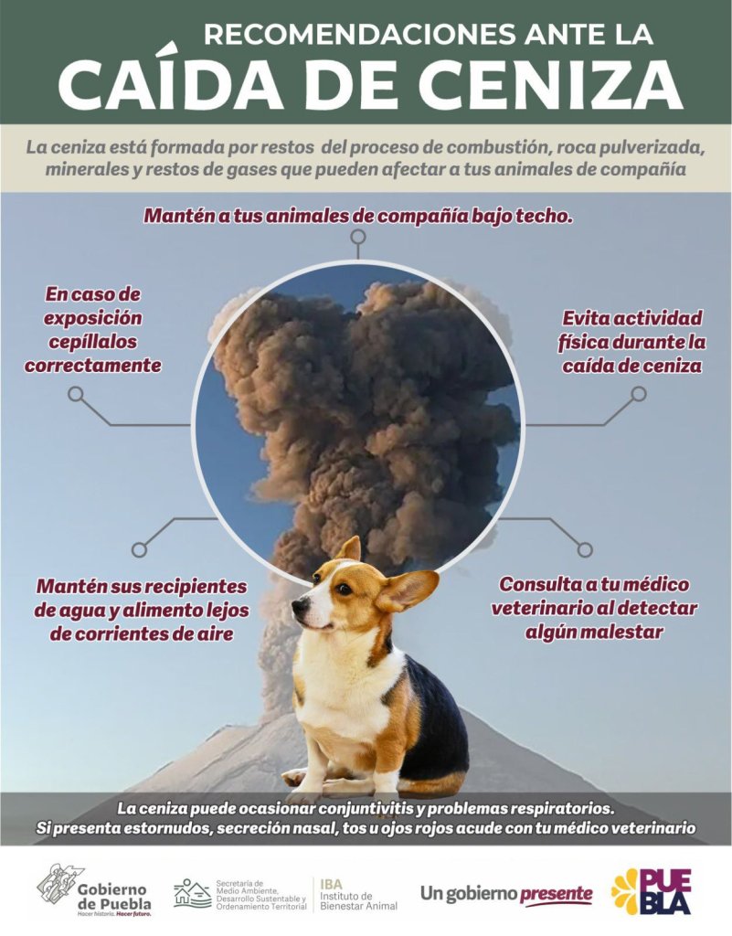 perro-cuidar-mascotas-ceniza-volcanica