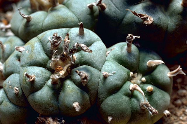 Cactus de peyote