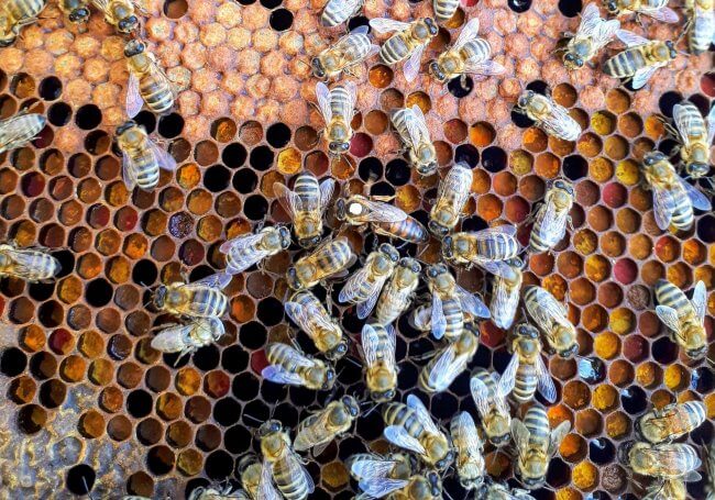 El proyecto de sembrar miles de girasoles para salvar a las abejas