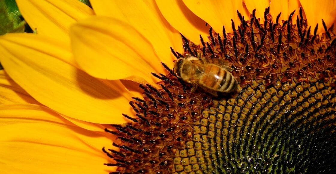 El proyecto de sembrar miles de girasoles para salvar a las abejas