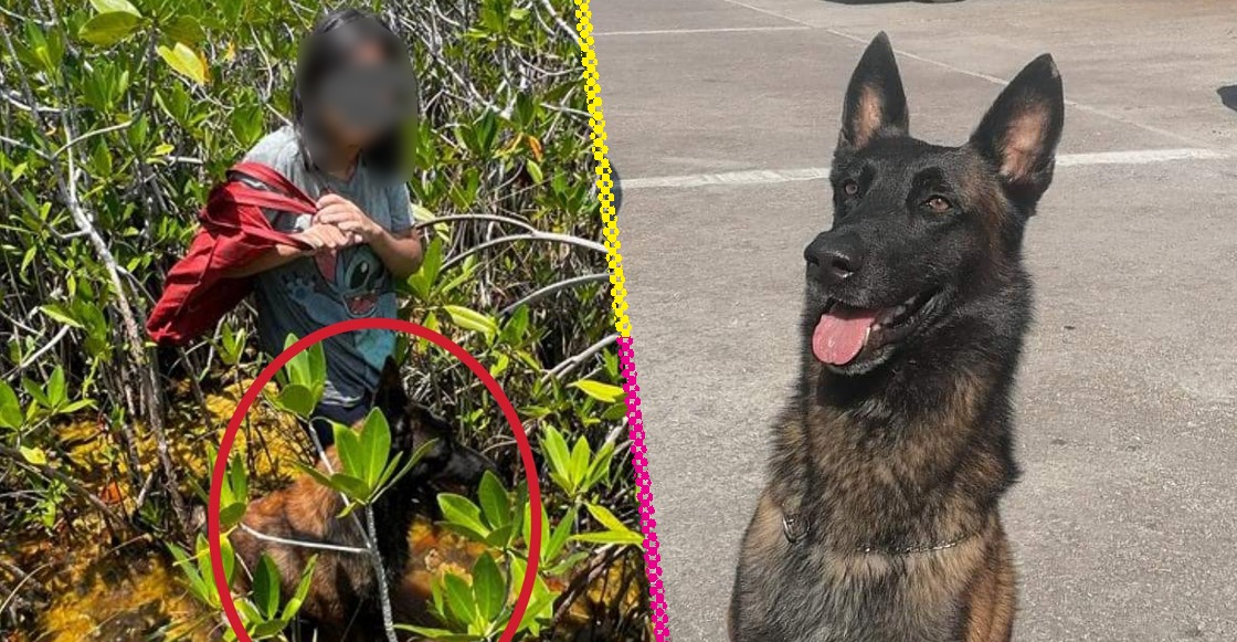 quintana-roo-perrito-yeik-rescate-adolescente-selva