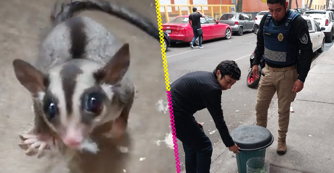 Encontraron rata que ladra