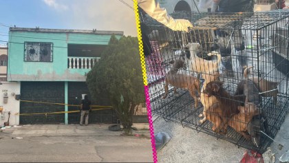 Rescatan a 17 perritos maltratados de una casa en Nuevo León