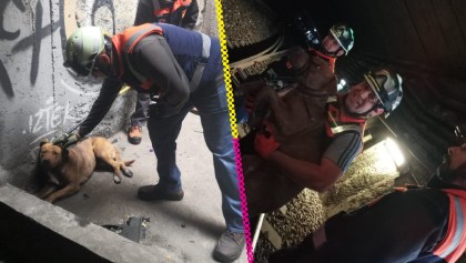 Rescate de perrito en las vías provocó retraso en la Línea 8 del Metro