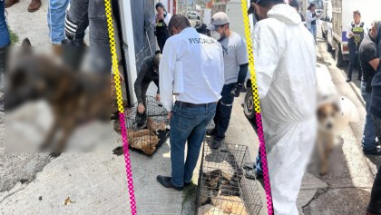 Rescatan a 51 perros y gatos maltratados de una casa en Morelia