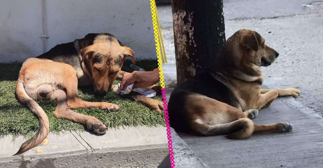 Stich: El perrito al que mataron en una panadería de Guerrero por robarse un pan