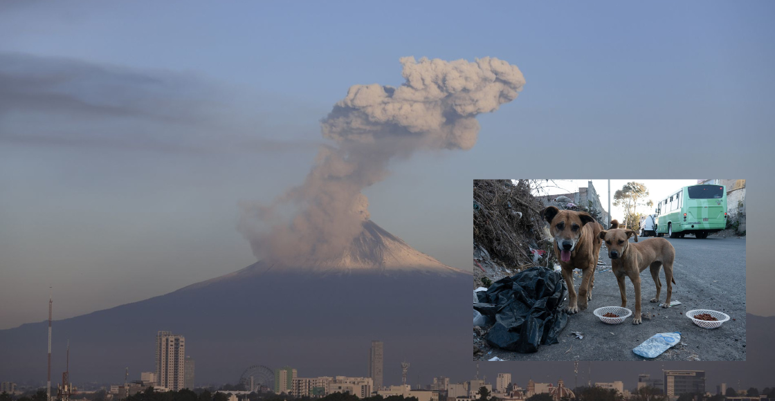 tips-mascotas-ceniza-popocateptl