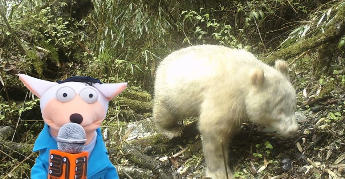 Panda blanco en China.