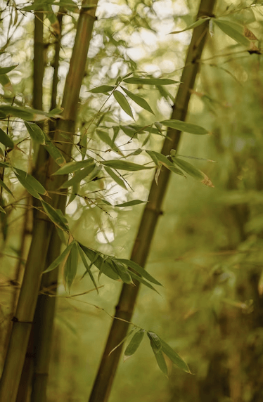 Así es el único bosque de Bambú en México,