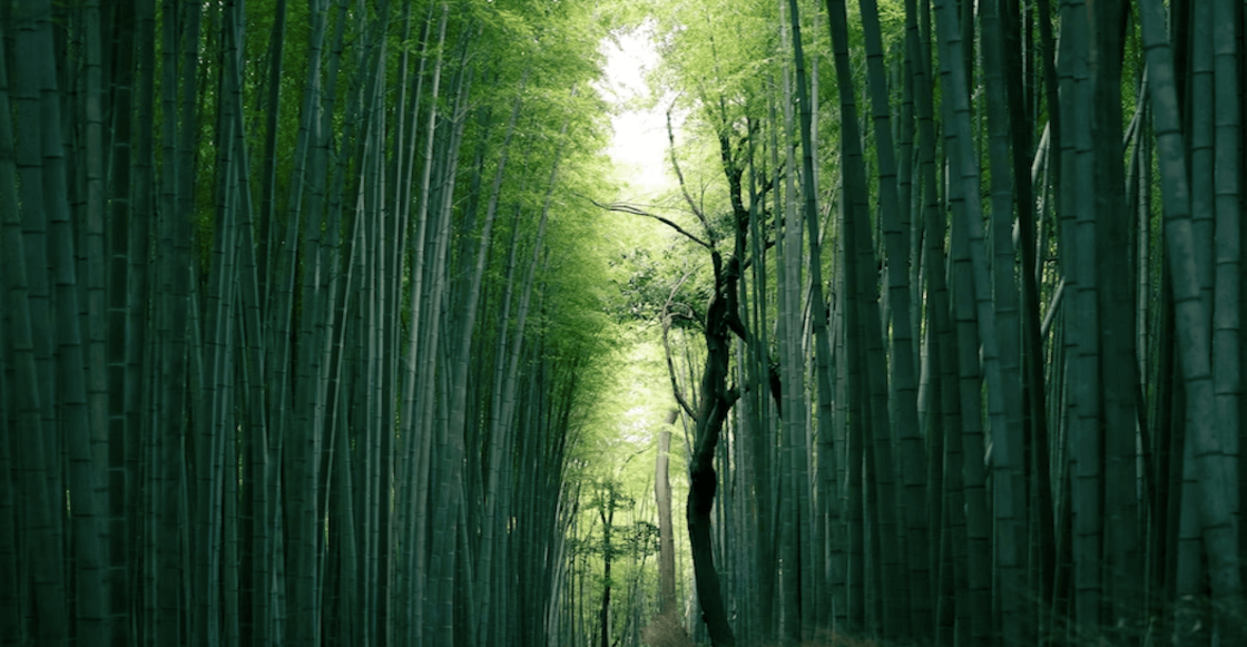 Así es el único bosque de Bambú en México,