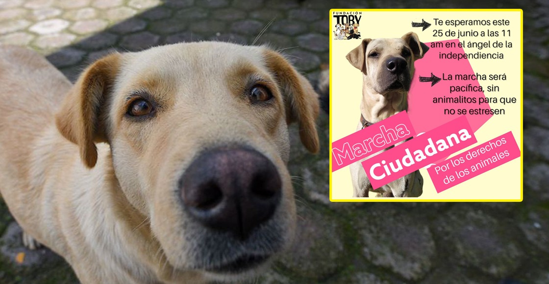 Marcha por los derechos de los animales en CDMX: Ruta, fecha y ...