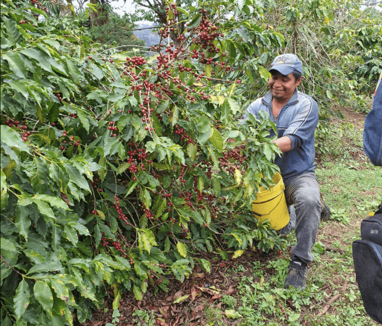 La historia del café Jarocho