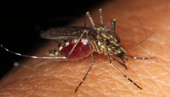 Alerta en Estados Unidos por casos de malaria: ¿cuáles son los síntomas y cómo prevenirla?