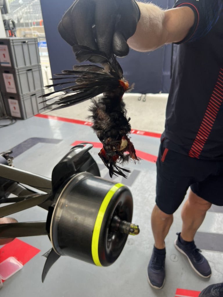 Un mecánico retiró los restos del ave del RB19
