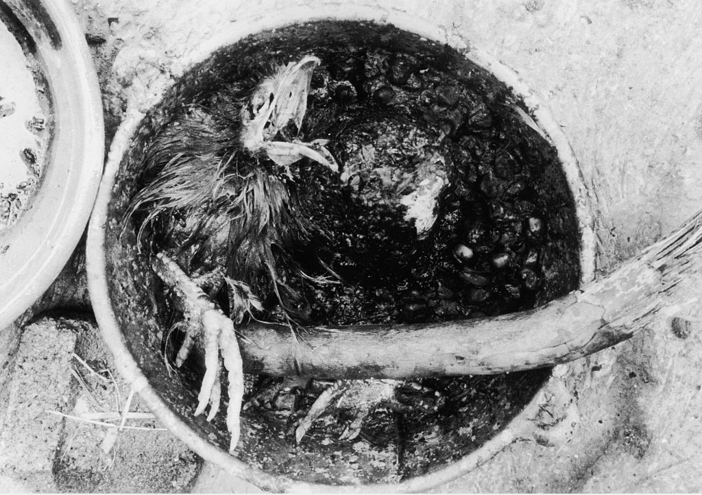 Un ave en una olla como forma de sacrificio en el Rancho Santa Elena de "Los narcosatánicos"
