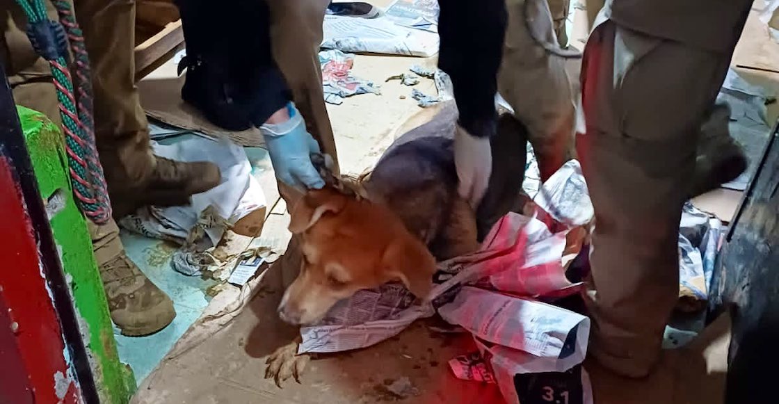 Rescataron perritos en Coyoacán.