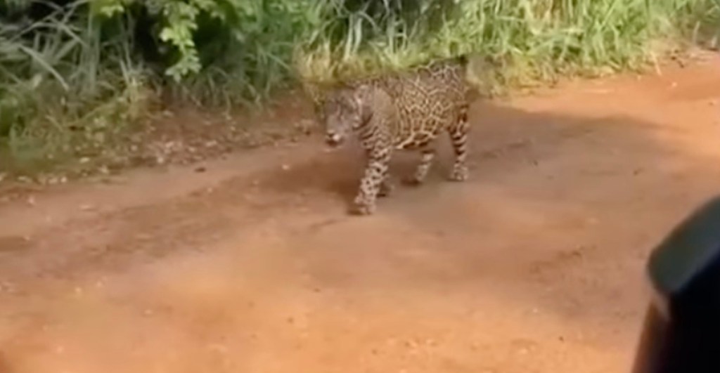 AMLO muestra video de una jaguar protegida en Tulum… pero es de Brasil