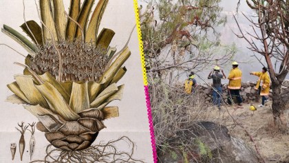 Bromelia del Charco: Descubrieron una nueva planta en México y te contamos todo sobre ella