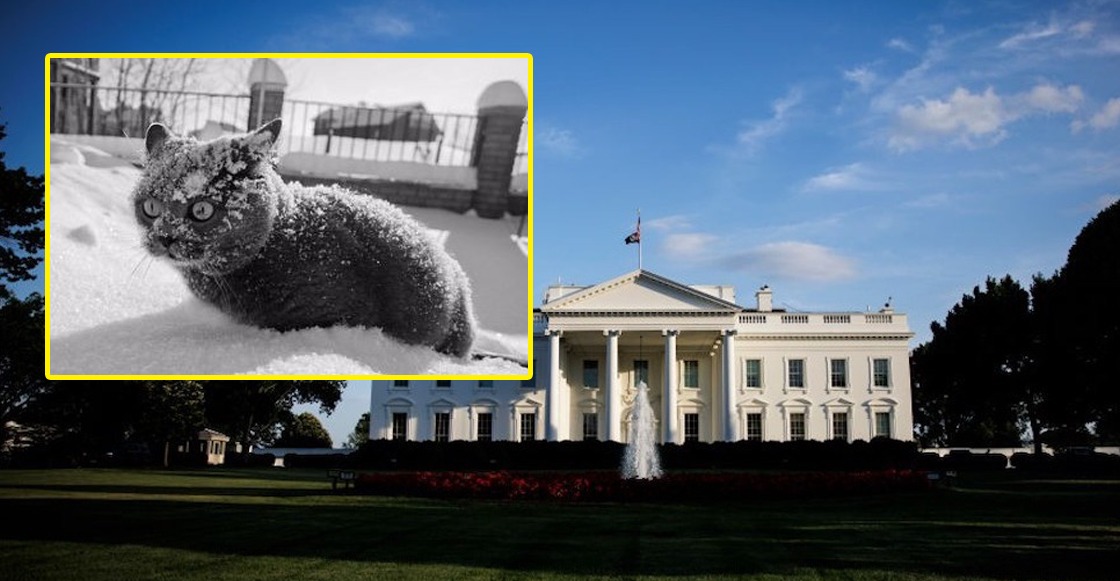 Pensaron que había llegado Antrax a la Casa Blanca, movilizaron al Servicio Secreto y… era cocaína