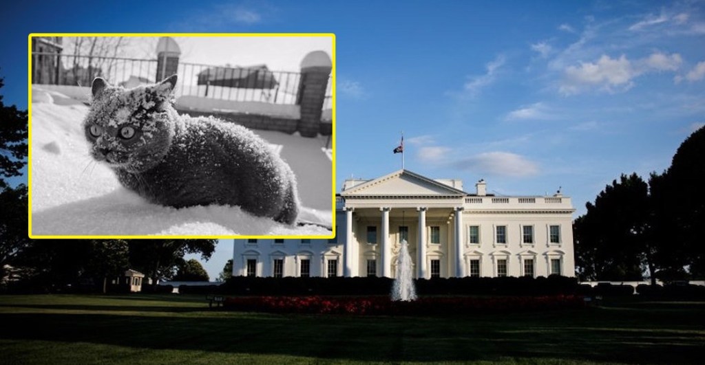Pensaron que había llegado Antrax a la Casa Blanca, movilizaron al Servicio Secreto y… era cocaína