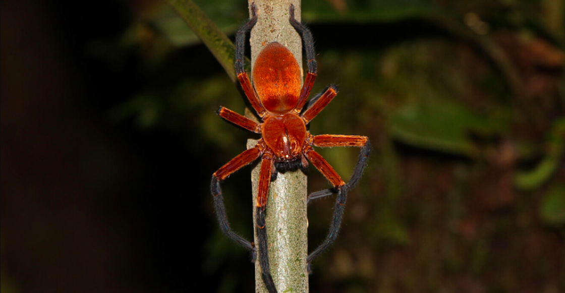 Descubren nueva araña cangrejo gigante.