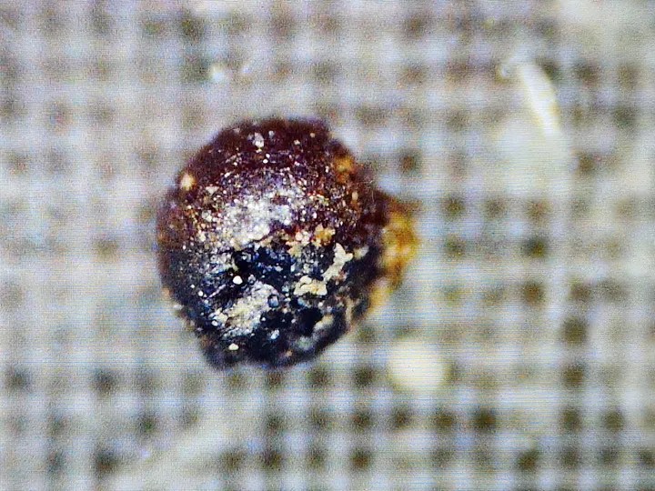 Aguja en el pajar: La búsqueda del meteorito interestelar IM1 en el fondo del Pacífico