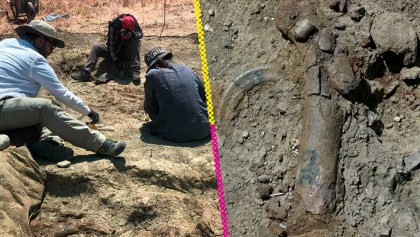 Encontraron fósiles de hipopótamos enanos.