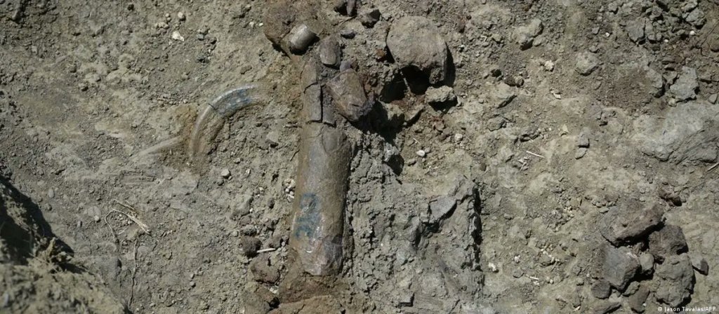 Encontraron fósiles de hipopótamos enanos.