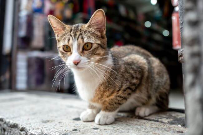 Se abrió un hotel para perros y gatos abandonados