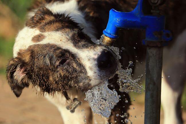 Se abrió un hotel para perros y gatos abandonados