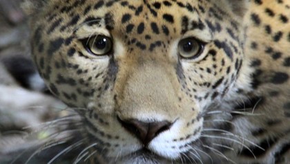 Mundo enfermo y triste: Atropellan a jaguar e intentan robar su cuerpo en la carretera Cancún-Chetumal