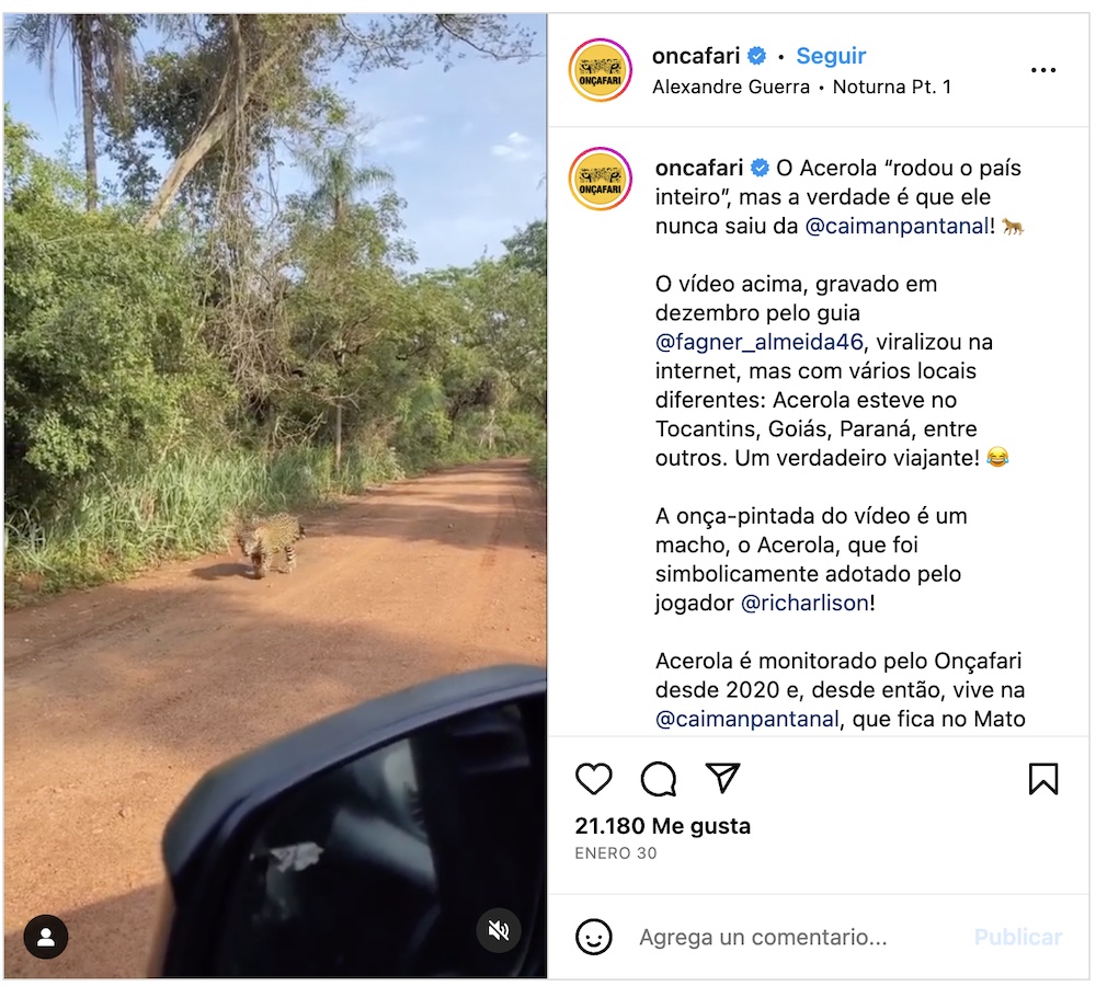 AMLO muestra video de una "jaguar protegida" en Tulum… pero es de Brasil