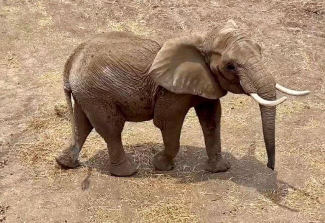 La elefanta más triste de México ya tiene compañía