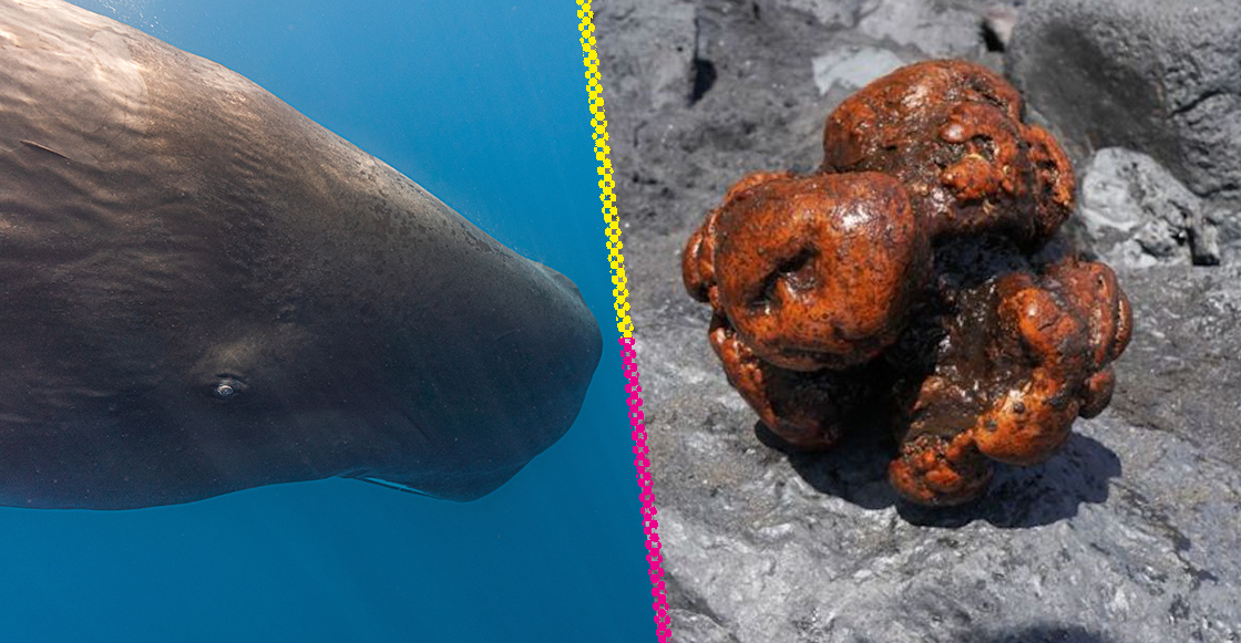 Piedra encontrada en un cetáceo muerto.