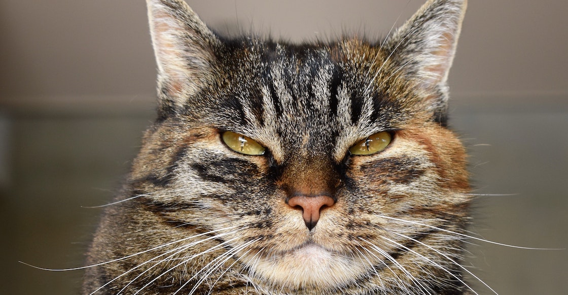 ¿Puede tu gato ser un psicópata? Te aclaramos lo que dice la ciencia 1 Merca2.es ¿Qué es la psicopatía en un gato?