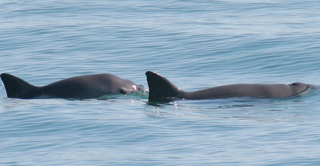 Ya reprobamos: ¿Por qué México tendrá un examen de la vaquita marina?