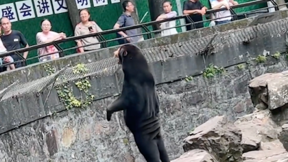 zoologico-china-oso-reales-personas-disfrazadas-video