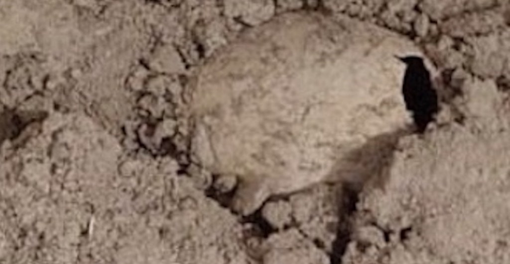 Excavaciones en el AIFA descubrieron un huevo fósil de flamenco, el primero de América