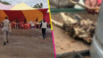¿Guaguacoa? Clausuran puesto en Hidalgo por ofrecer carne de perro