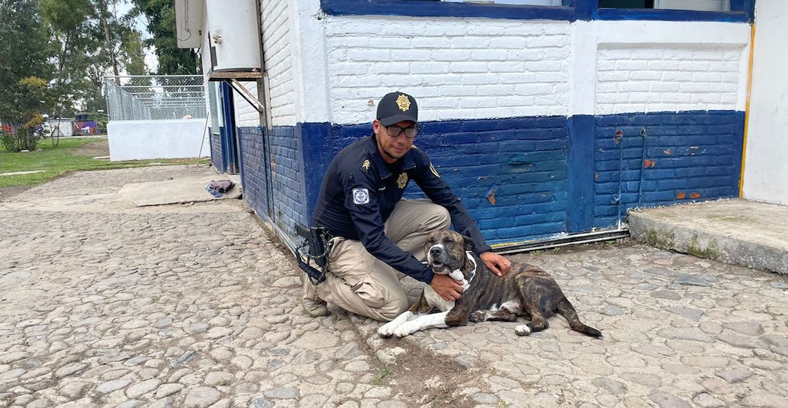 La ciudad de perritos y gatos dentro de CDMX: Uno de los refugios contra el maltrato animal