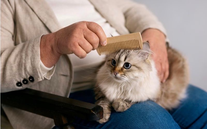 como cepillar a mi gato