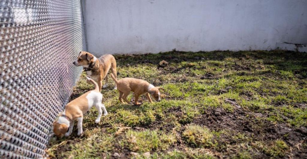 La ciudad de perritos y gatos dentro de CDMX: Uno de los refugios contra el maltrato animal