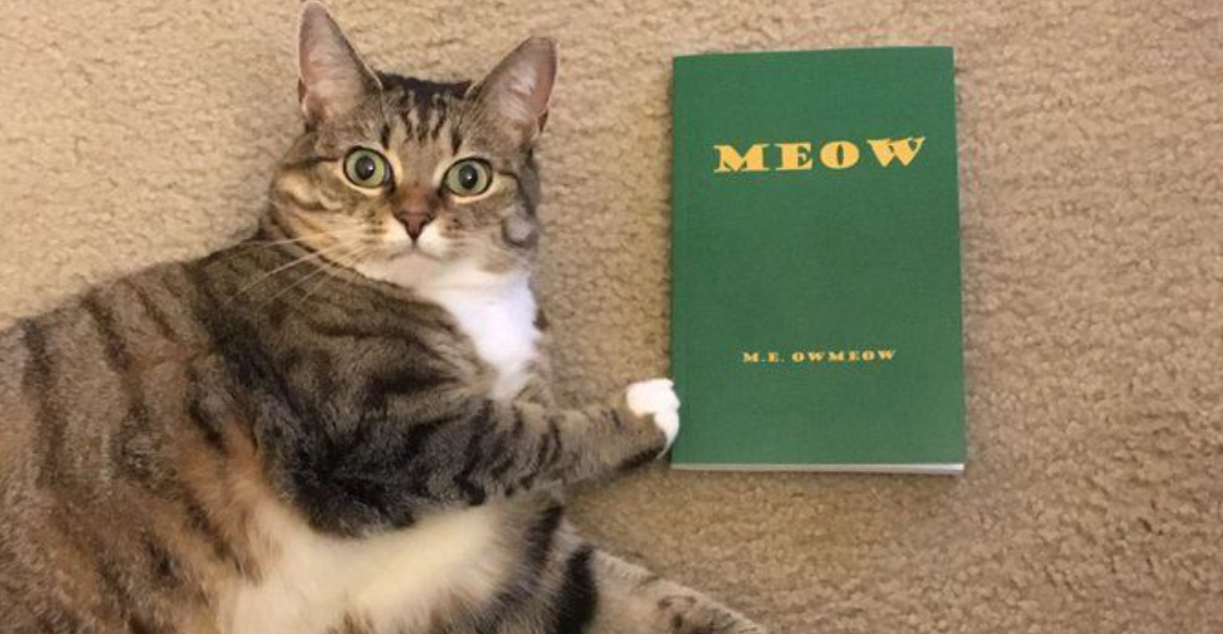 Meow: El libro para gatos escrito por... ¿un gato?